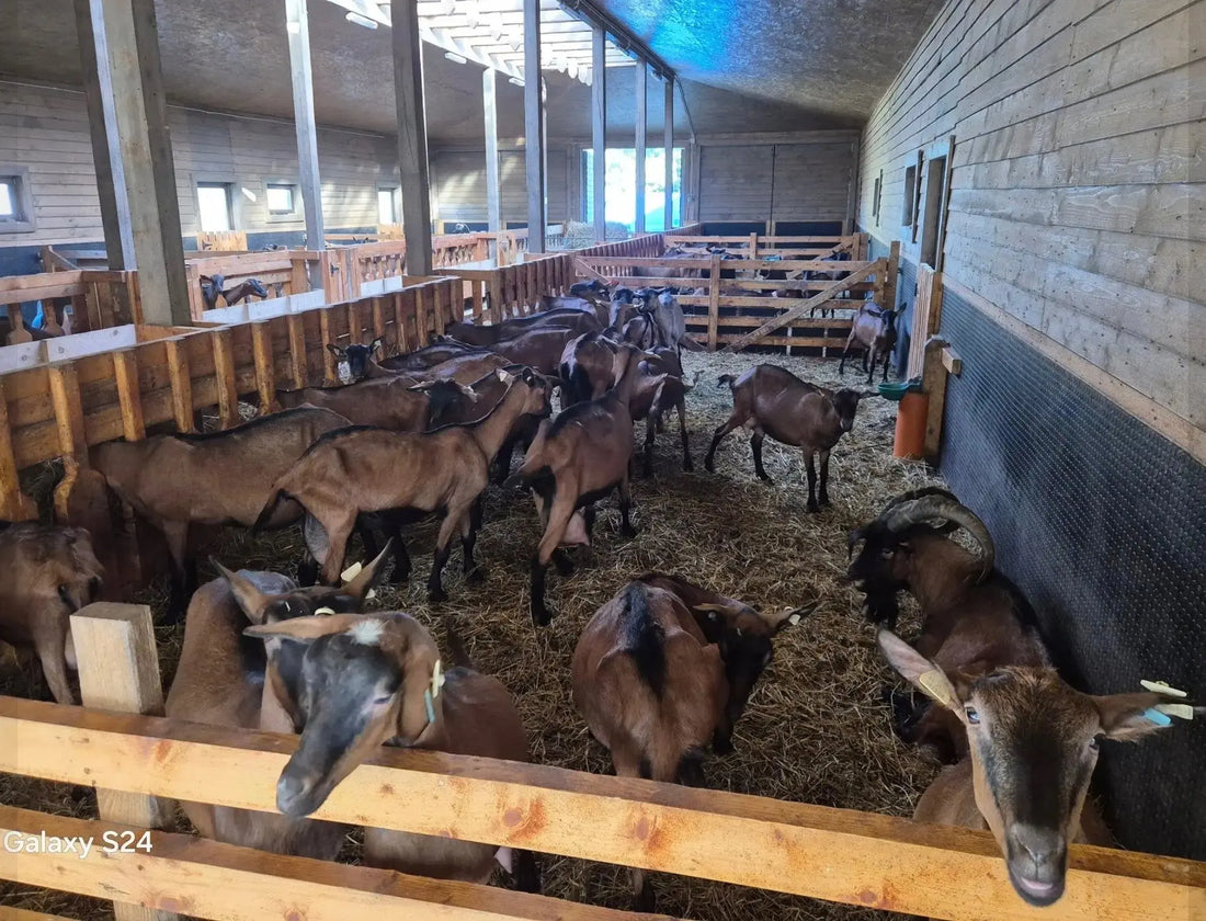 ferma de capre Potcoava Runcu Damovita interior